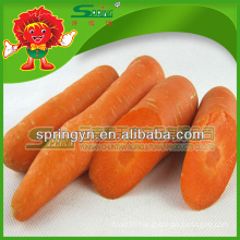 Good spherical carrot with lowest market price